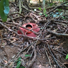 Rafflesia kerrii