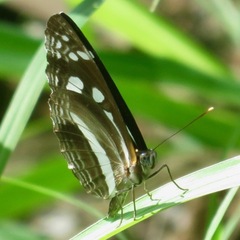 Phaedyma shepherdi