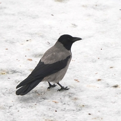 Corvus cornix
