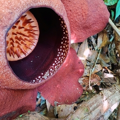 Rafflesia kerrii