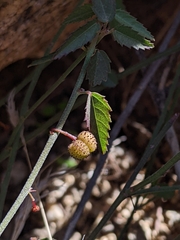 Ayenia compacta