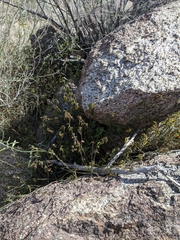 Ayenia compacta