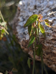 Ayenia compacta
