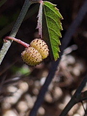 Ayenia compacta