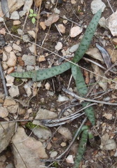 Ledebouria apertiflora