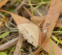 Epidesmia hypenaria