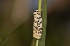 Hectobrocha pentacyma