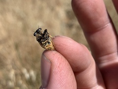 Myopsalta wollomombi