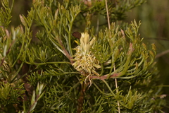 Petrophile canescens