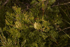 Petrophile canescens