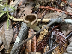 Craterellus calicornucopioides
