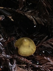 Hygrocybe singeri