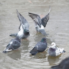 Columba livia domestica