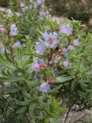 Lobostemon stachydeus