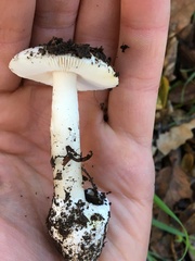 Amanita ocreata