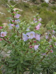 Lobostemon stachydeus