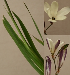 Sparaxis grandiflora