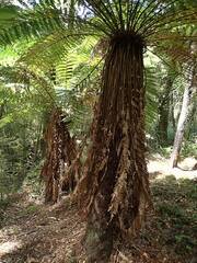Dicksonia fibrosa