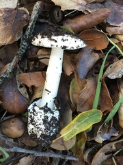 Amanita ocreata