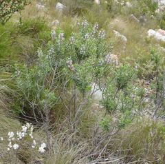 Lobostemon stachydeus