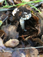 Amanita ocreata