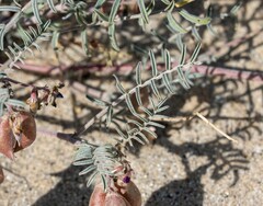 Astragalus insularis harwoodii