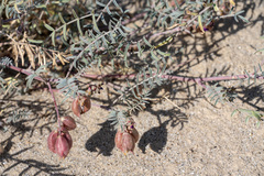 Astragalus insularis harwoodii