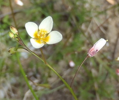 Heliophila pendula