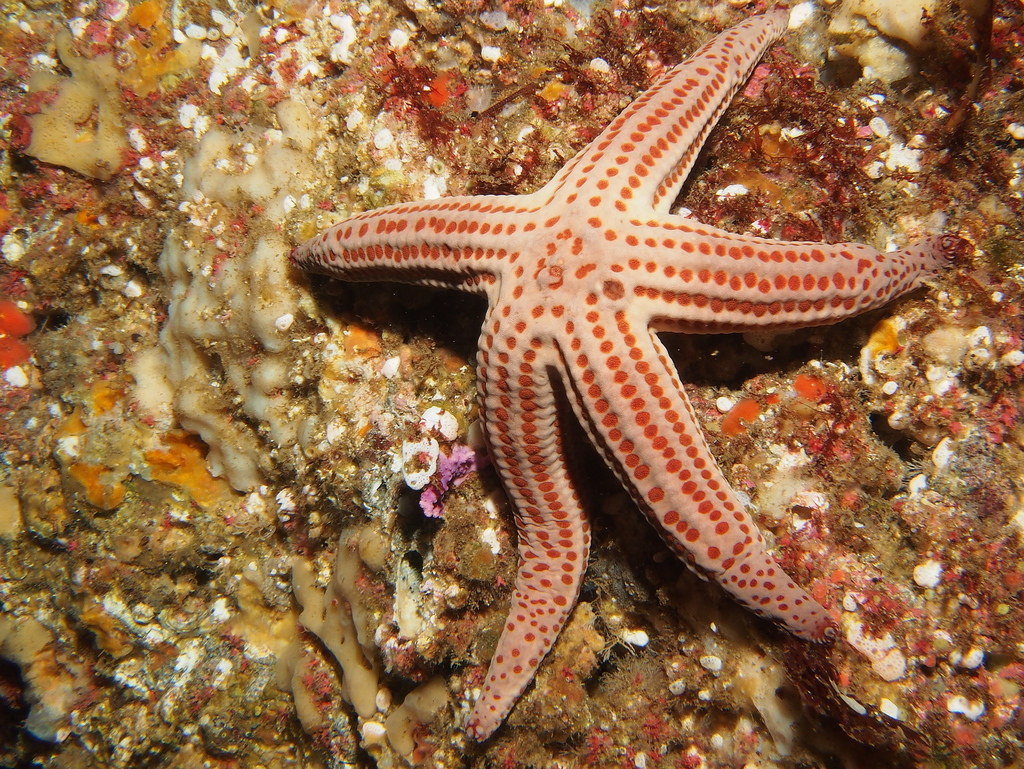 Hacelia bozanici