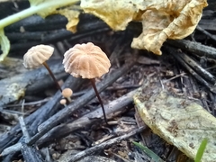 Cryptomarasmius corbariensis
