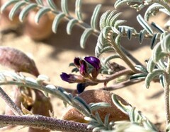 Astragalus insularis harwoodii