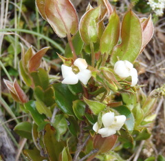 Diospyros scabrida