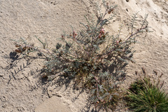 Astragalus insularis harwoodii