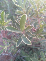 Diospyros lycioides