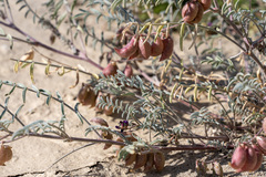 Astragalus insularis harwoodii