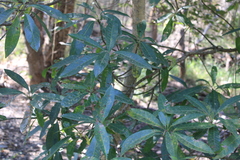 Madhuca longifolia latifolia