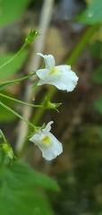 Nemesia floribunda
