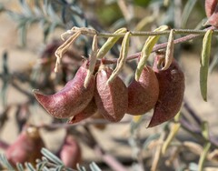 Astragalus insularis harwoodii