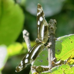 Phaedyma shepherdi