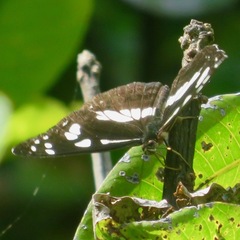 Phaedyma shepherdi