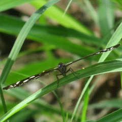 Phaedyma shepherdi