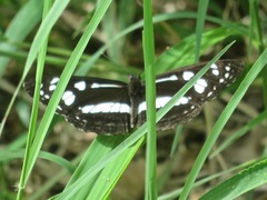Phaedyma shepherdi