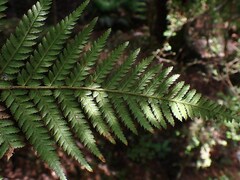 Dicksonia fibrosa