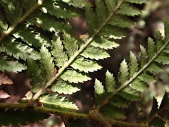 Dicksonia fibrosa