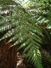 Dicksonia fibrosa