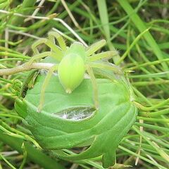 Neosparassus patellatus
