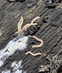 Gosodesmus claremontus