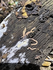 Gosodesmus claremontus