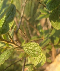 Diospyros austro-africana