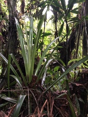 Bromeliaceae
